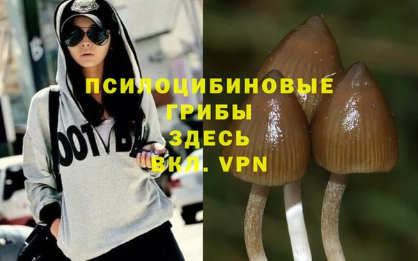 PSILOCYBIN Каменногорск